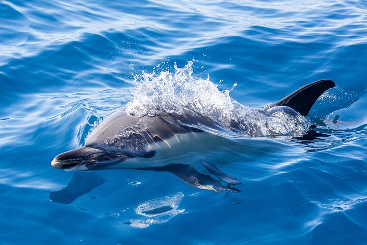 Azores Whale Watching Tour – Ponta Delgada