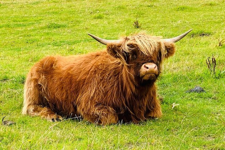 Private Invergordon Shore Excursion of the Highlands (12 Pax Max)
