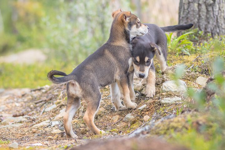 Hiking with a Husky