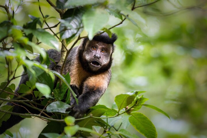 Explore the Best of Tijuca Forest – Hike to Peaks, Caves & Falls