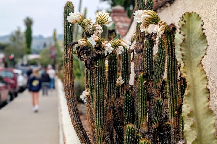 Private Scavenger Hunt in San Juan Capistrano Tour
