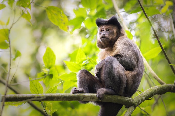 Explore the Best of Tijuca Forest – Hike to Peaks, Caves & Falls