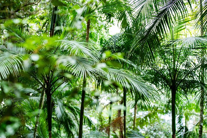 Explore the Best of Tijuca Forest – Hike to Peaks, Caves & Falls