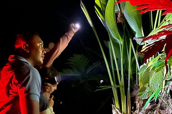 Night tour. Sea turtle nesting