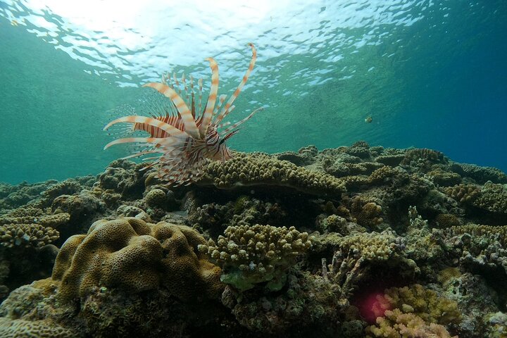Blue Cave & Tropical Fish Private Snorkeling !Free Photo Gift