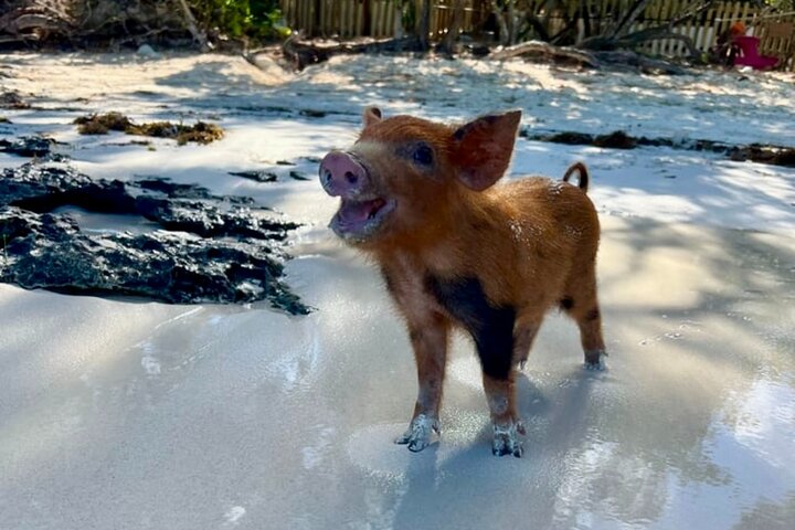 Rose Island Swimming Pigs & Beach Snorkeling Experience Nassau.