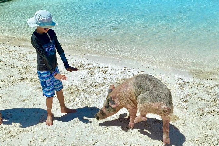 Rose Island Swimming Pigs & Beach Snorkeling Experience Nassau.