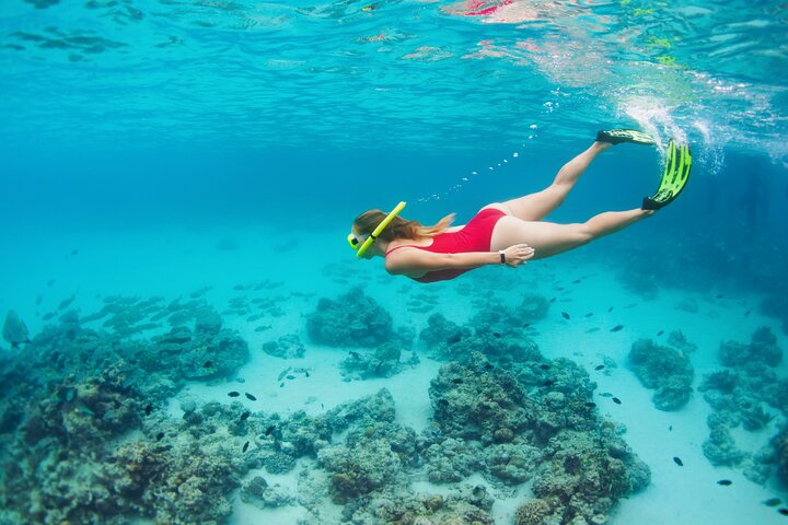 Rose Island Swimming Pigs & Beach Snorkeling Experience Nassau.