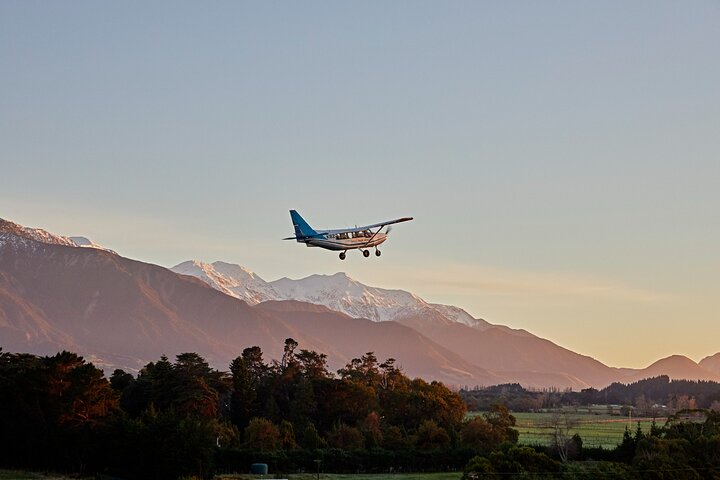 Whale Watching in Kaikoura - Ultimate Experience