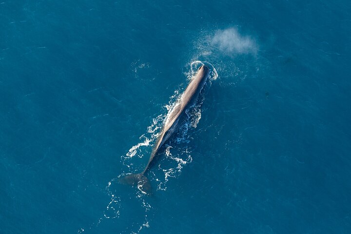 Whale Watching in Kaikoura - Ultimate Experience