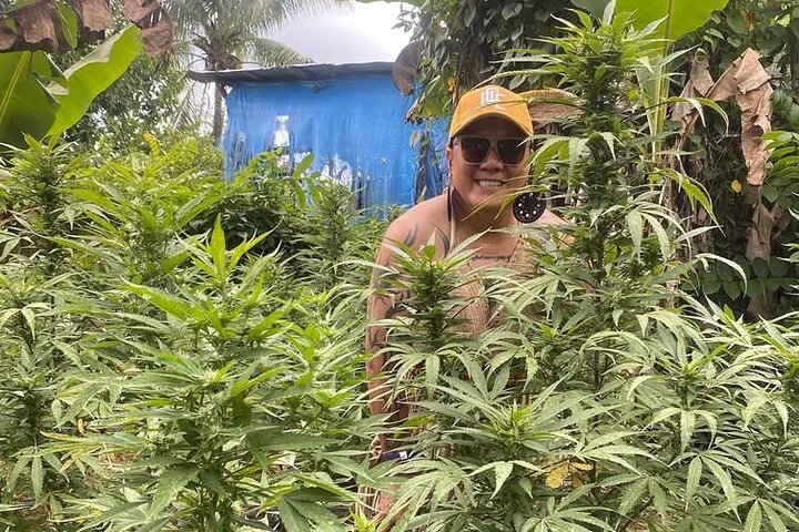 Jamaica Farm Private Dispensary Tour Montego Bay