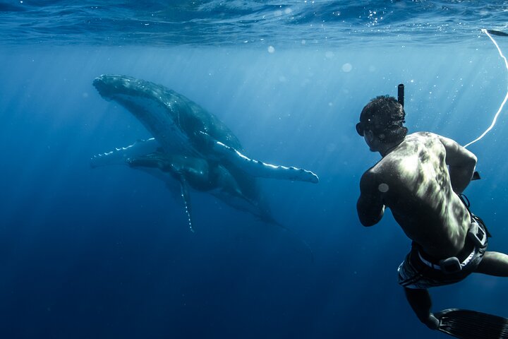 Moorea Whales Watching and Swimming Half Day Shared Tour