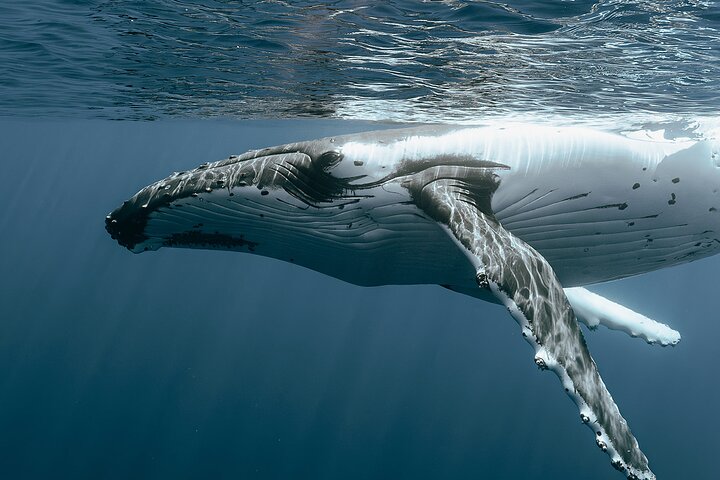 Moorea Whales Watching and Swimming Half Day Shared Tour