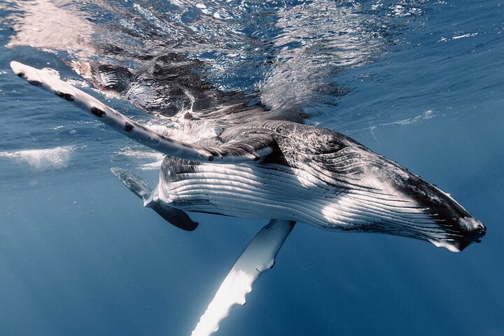 Moorea Whales Watching and Swimming Half Day Shared Tour