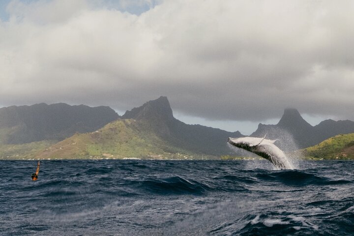 Moorea Whales Watching and Swimming Half Day Shared Tour