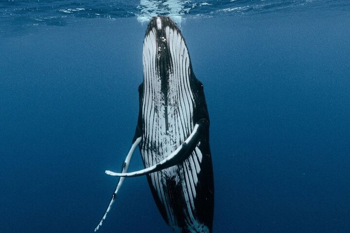 Moorea Whales Watching and Swimming Half Day Shared Tour