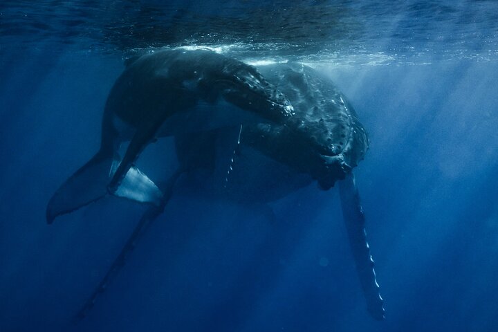 Moorea Whales Watching and Swimming Half Day Shared Tour