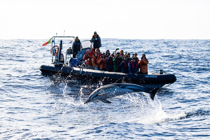 Azores Whale Watching Tour – Ponta Delgada