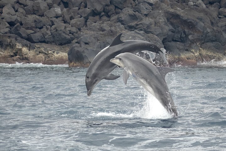 Azores Whale Watching Tour – Ponta Delgada