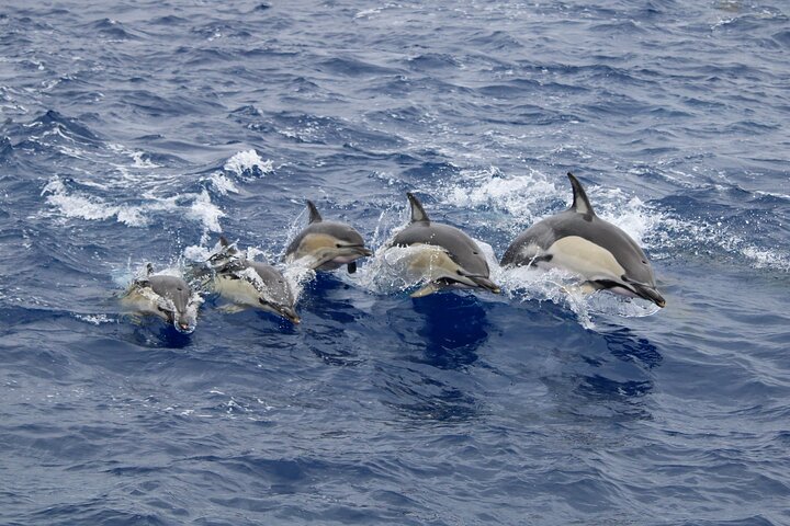 Azores Whale Watching Tour – Ponta Delgada