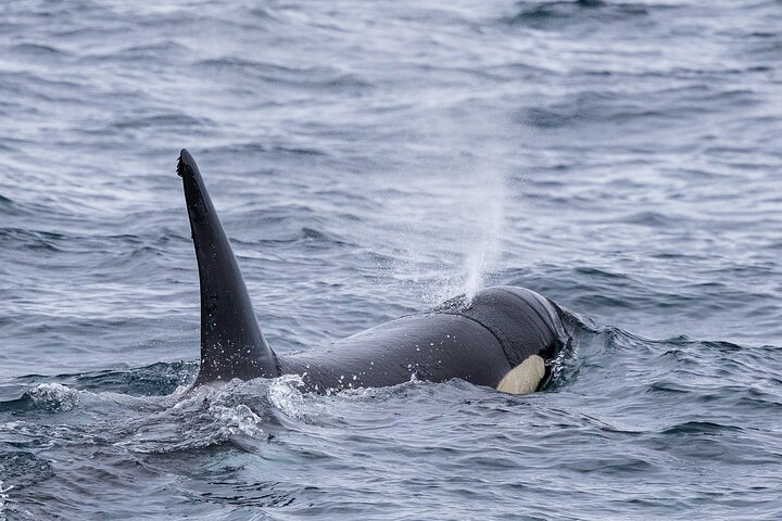 Azores Whale Watching Tour – Ponta Delgada