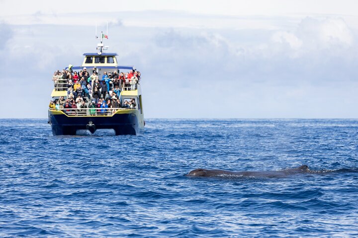 Azores Whale Watching Tour – Ponta Delgada