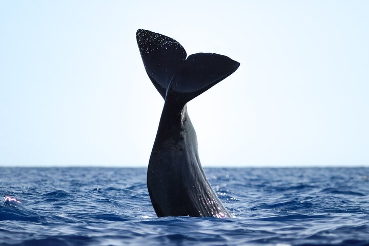 Azores Whale Watching Tour – Ponta Delgada