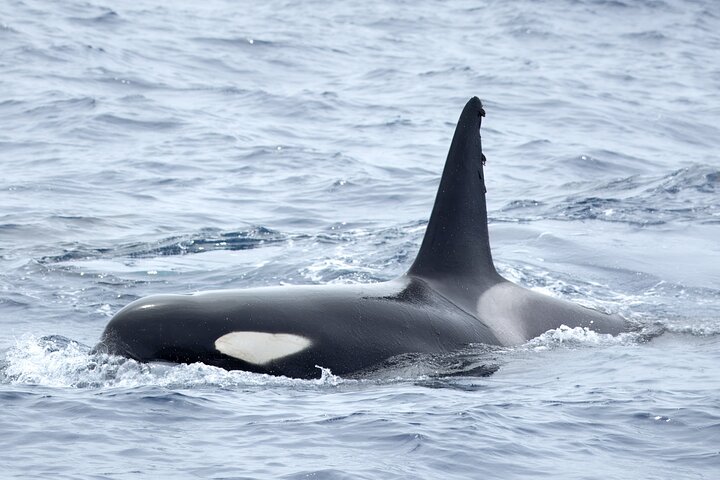 Azores Whale Watching Tour – Ponta Delgada