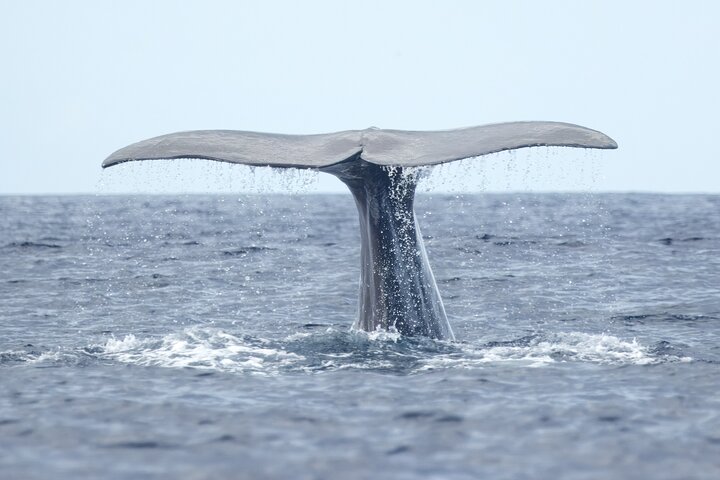 Azores Whale Watching Tour – Ponta Delgada