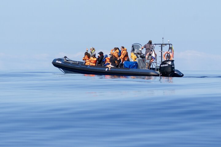 Azores Whale Watching Tour – Ponta Delgada
