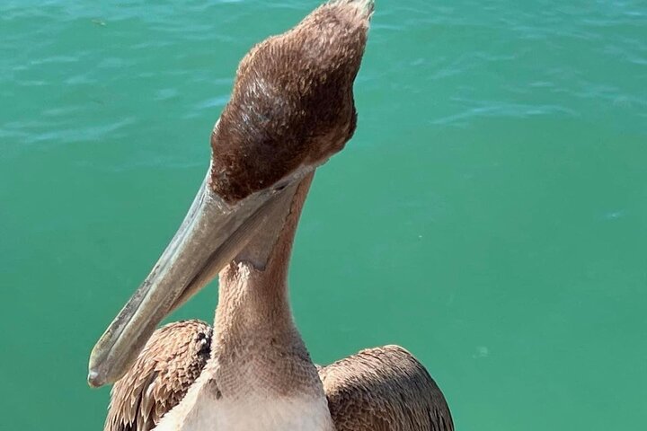 Private Anna Maria Island Boat Tour Snorkeling, Dolphins, Sandbar