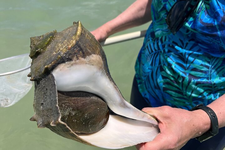 Private Anna Maria Island Boat Tour Snorkeling, Dolphins, Sandbar