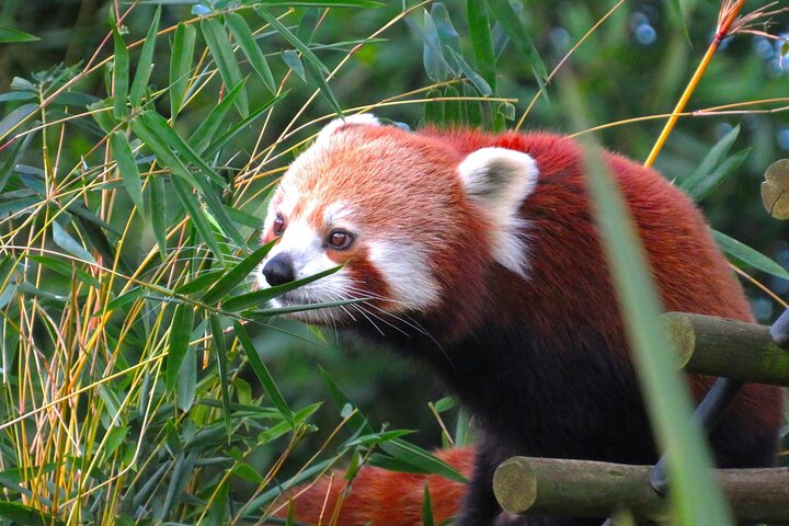 Private Chengdu Panda Base Tour with Hotel Pickup