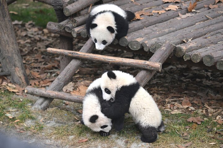 Private Chengdu Panda Base Tour with Hotel Pickup