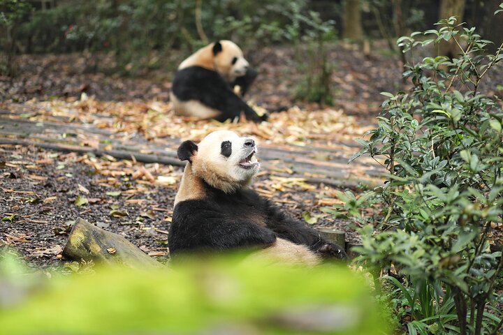 Private Chengdu Panda Base Tour with Hotel Pickup
