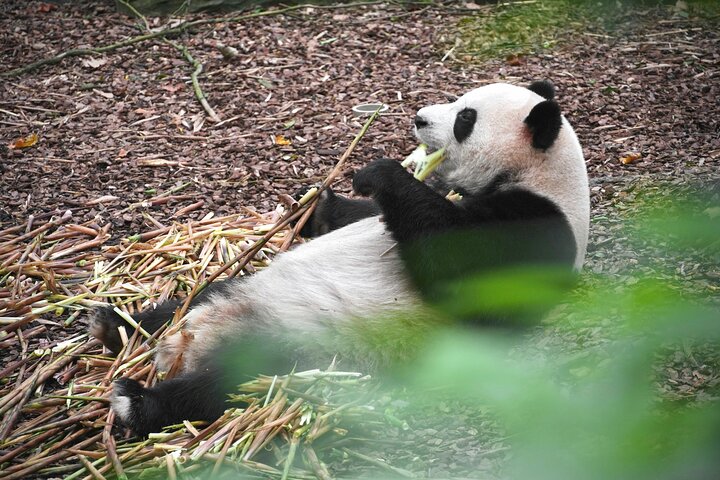 Private Chengdu Panda Base Tour with Hotel Pickup