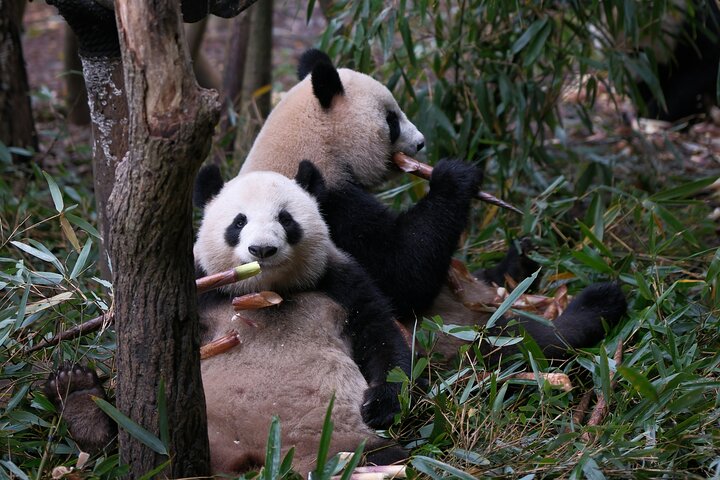 Private Chengdu Panda Base Tour with Hotel Pickup