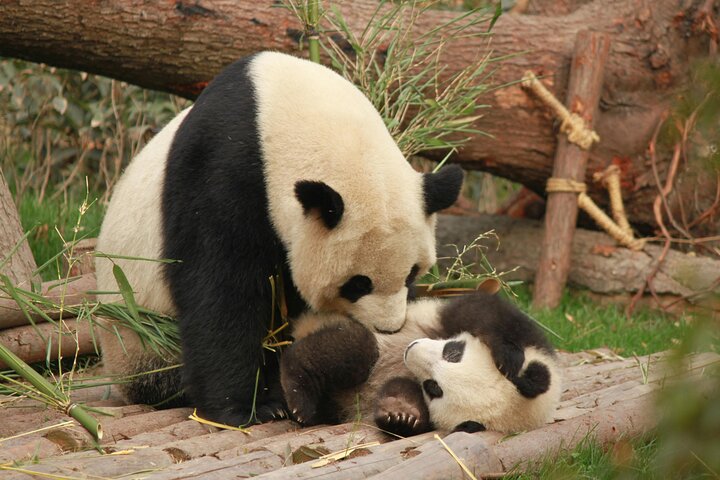 Private Chengdu Panda Base Tour with Hotel Pickup