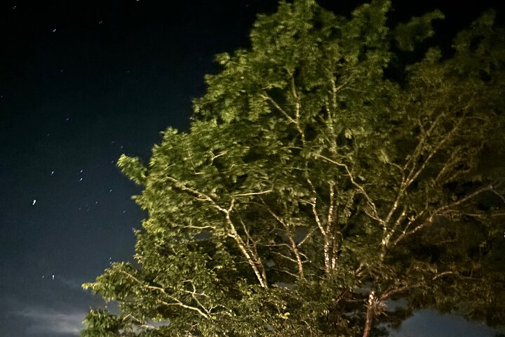 Night tour. Sea turtle nesting
