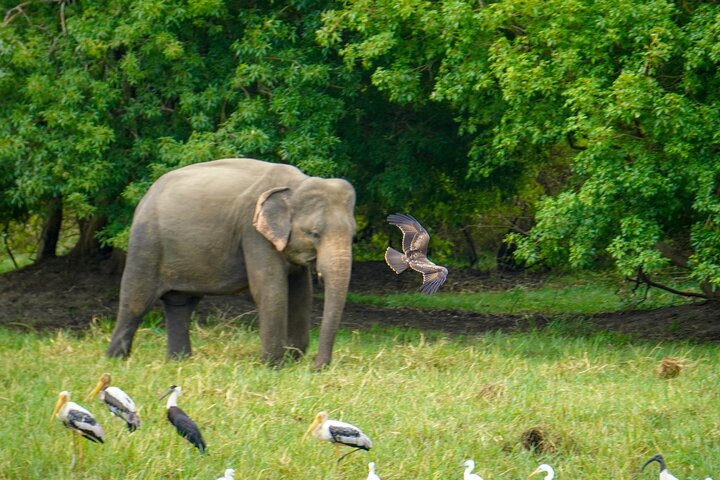 Sigiriya Hike & Minneriya Safari Private Full Day Tour