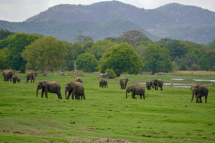 Sigiriya Hike & Minneriya Safari Private Full Day Tour