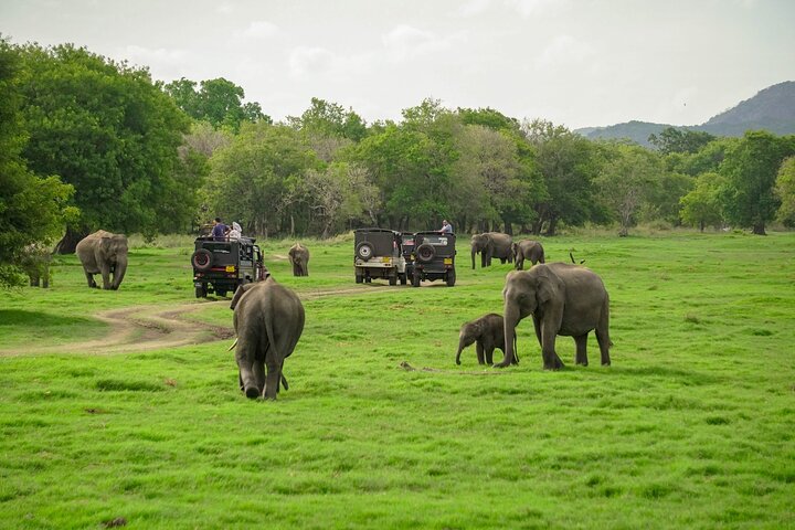 Sigiriya Hike & Minneriya Safari Private Full Day Tour