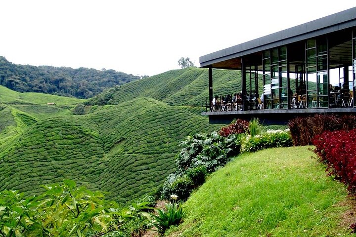 Cameron Highlands Day Trip from Ipoh with Lunch & Mossy Forest