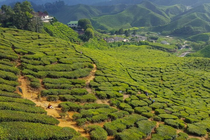 Cameron Highlands Day Trip from Ipoh with Lunch & Mossy Forest