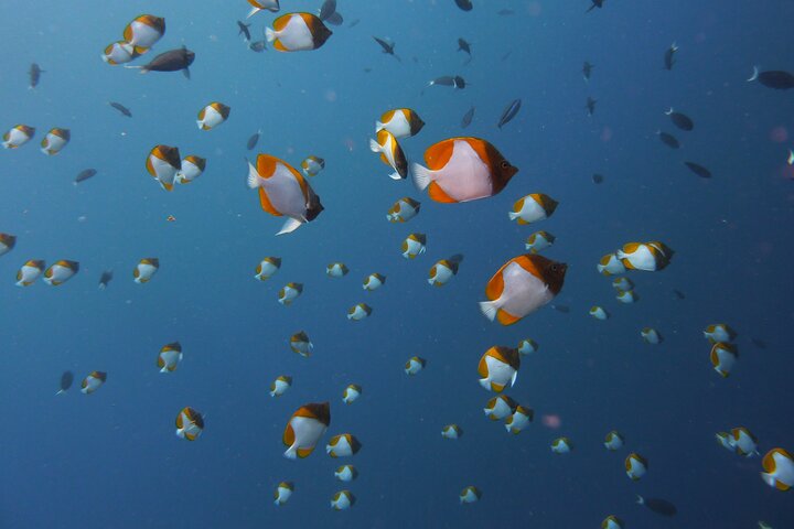 Hike and Dive in Bohey Islands with Local Lunch