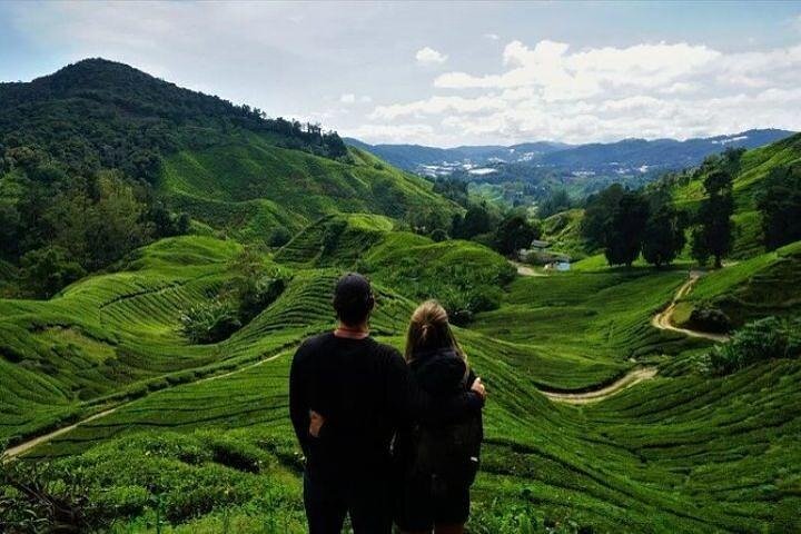 Cameron Highlands Day Trip from Ipoh with Lunch & Mossy Forest