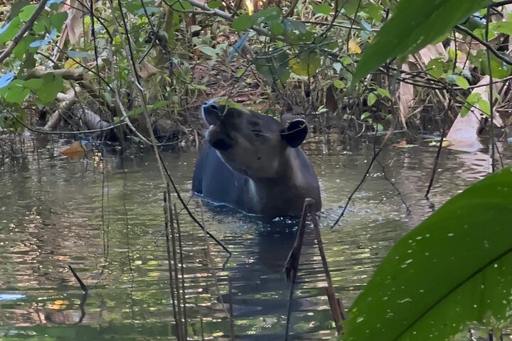Corcovado National Park Sirena Day Tour From Puerto Jimenez