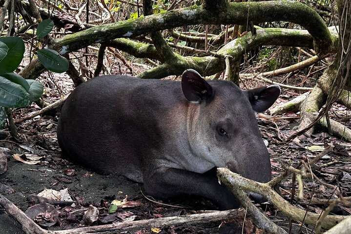 Corcovado National Park Sirena Day Tour From Puerto Jimenez