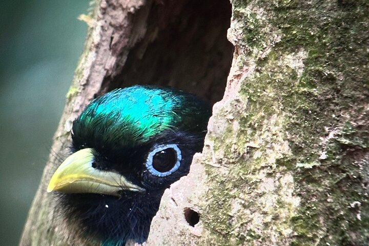 Corcovado National Park Sirena Day Tour From Puerto Jimenez