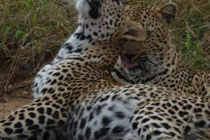 Kruger National Park Morning Safari Experience (Minimum 2 Peope)